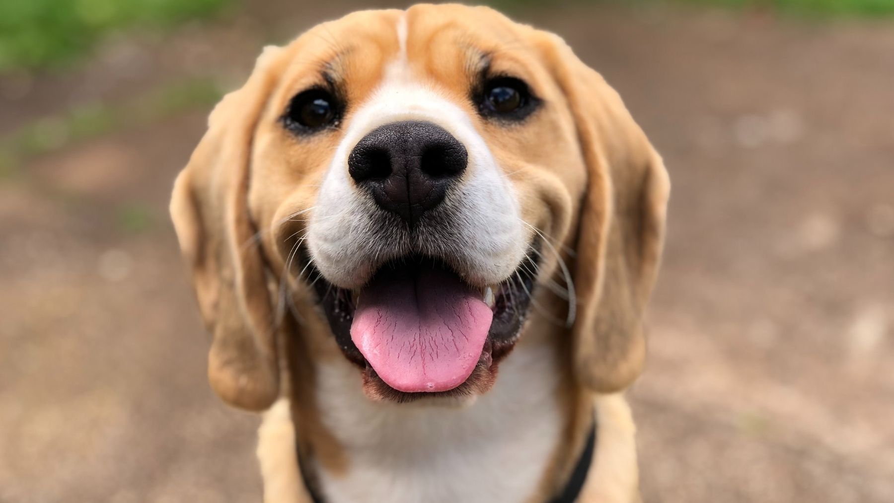 No, tu perro no se está ahogando: un veterinario explica qué es el extraño estornudo inverso