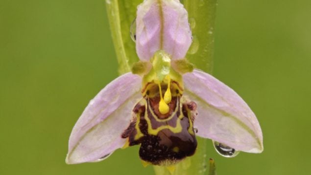 Flor, plantas, curiosidades