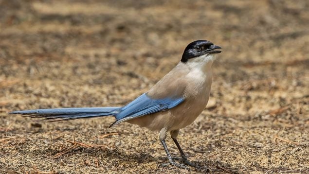 Cyanopica cooki, pájaro, animales, Extremadura