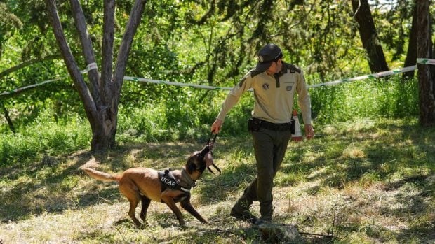 perros incendios