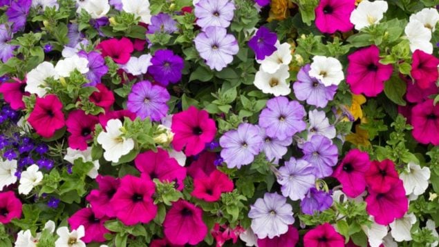 Petunias, truco, curiosidades