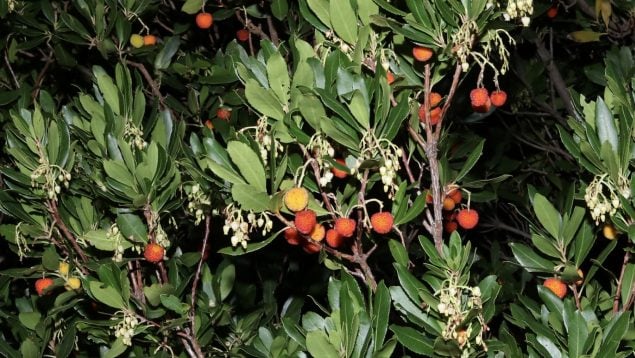 Arbutus unedo, plantas, especies invasoras