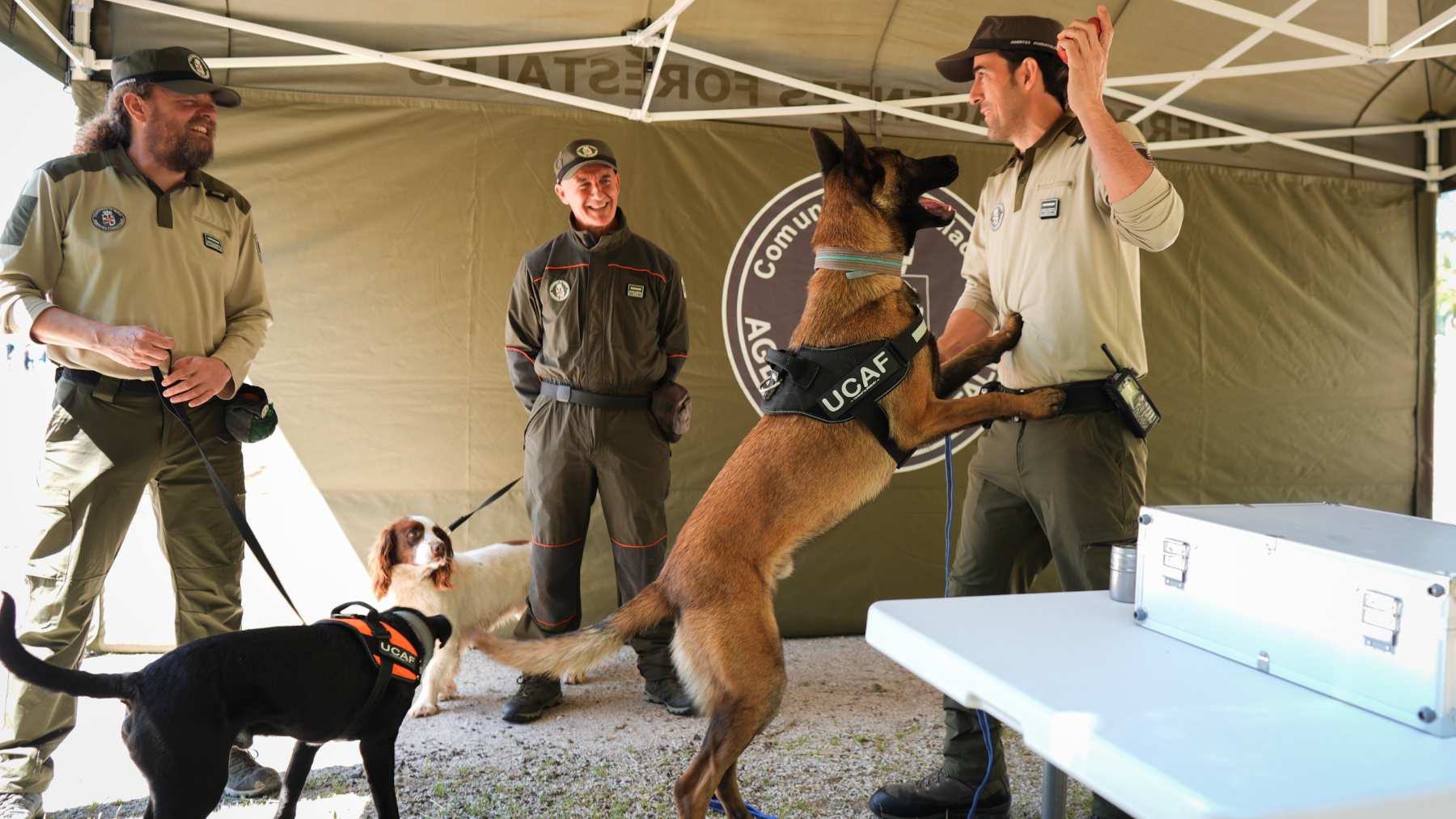 Abantos, Kombucha, Marshall y Otto son los nuevos componentes de la unidad canina. (foto: Comunidad de Madrid).