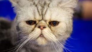 El gato está envejeciendo