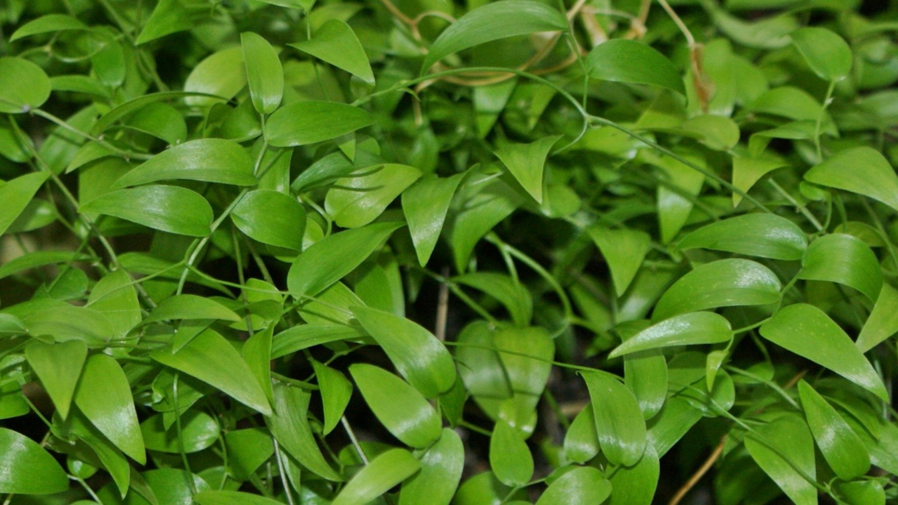 Asparagus asparagoides. Imagen: Krzysztof Ziarnek, Kenraiz.