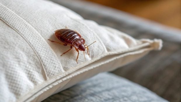 Chinche, insectos, curiosidades