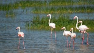 Doñana, uno de los parques nacionales más emblemáticos.