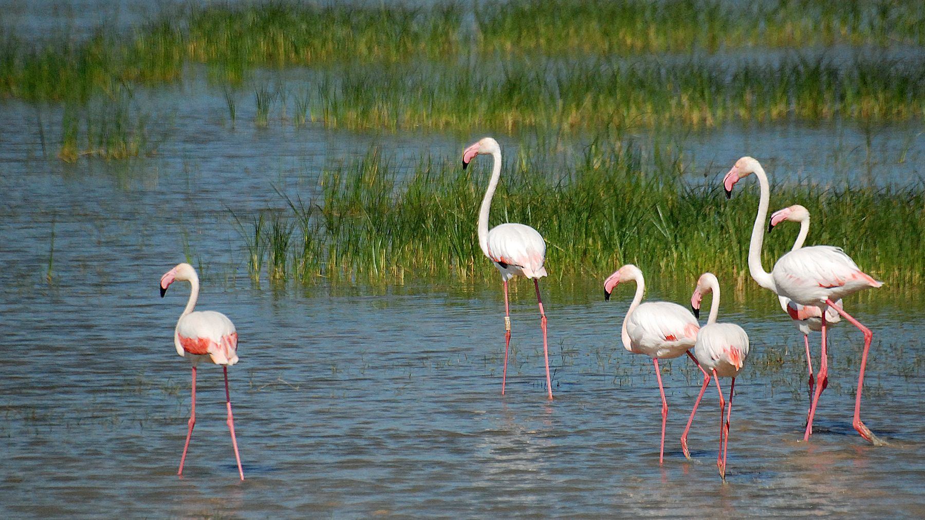 Doñana, uno de los parques nacionales más emblemáticos.
