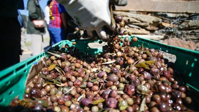 El mercado exterior andaluz se dispara un 7% en un año gracias al sector alimentación, bebidas y tabaco
