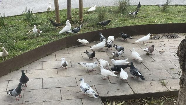plaga palomas barrio Pere Garau Palma