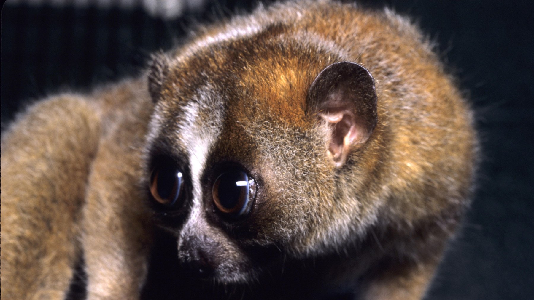 Loris perezoso. Foto: David Haring en Wikimedia Commons.