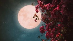 Qué es la luna de las flores