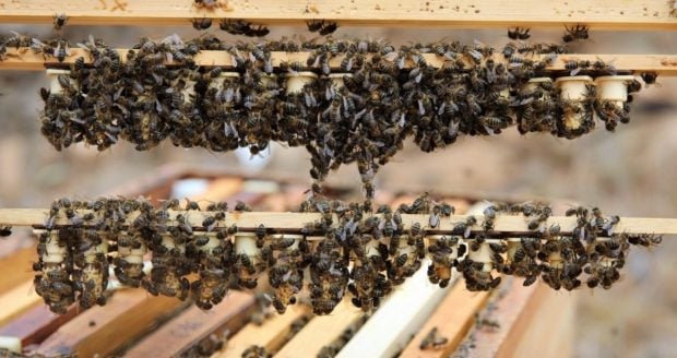 Abeja negra
