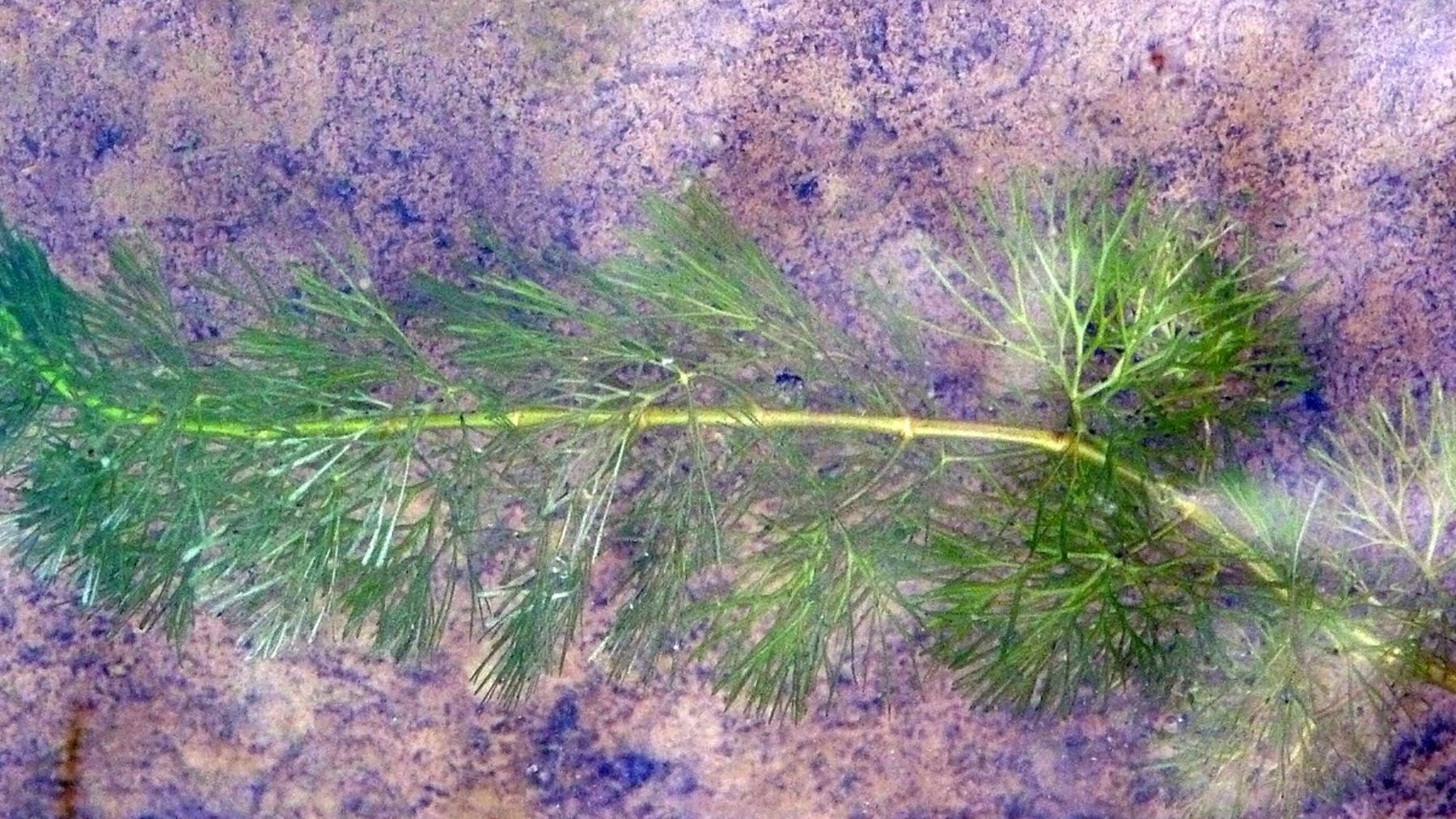 Cabomba caroliniana. Foto: Wikimedia Commons /  Show ryu