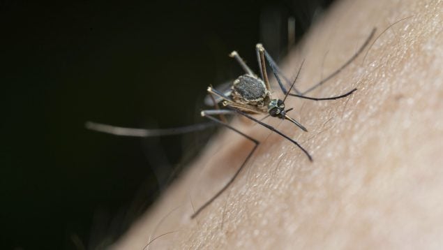 Aplastar un mosquito