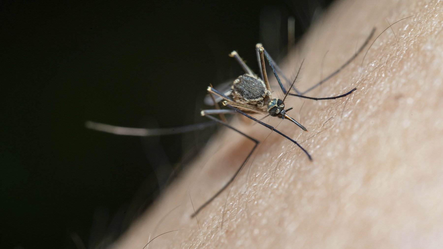 Mosquito sobre piel. Foto: Pexels.