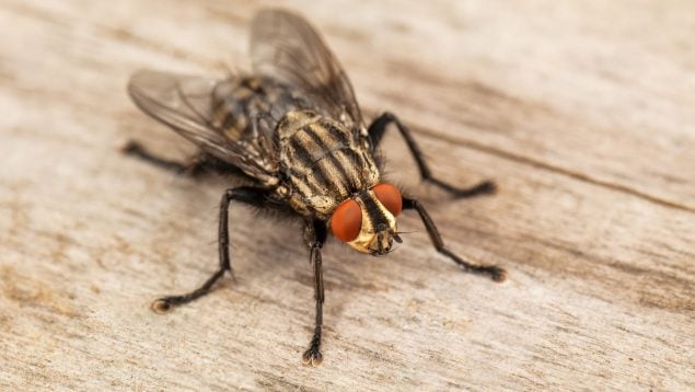 Mosca