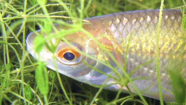 Rutilus rutilus, pez, animales, especie invasora
