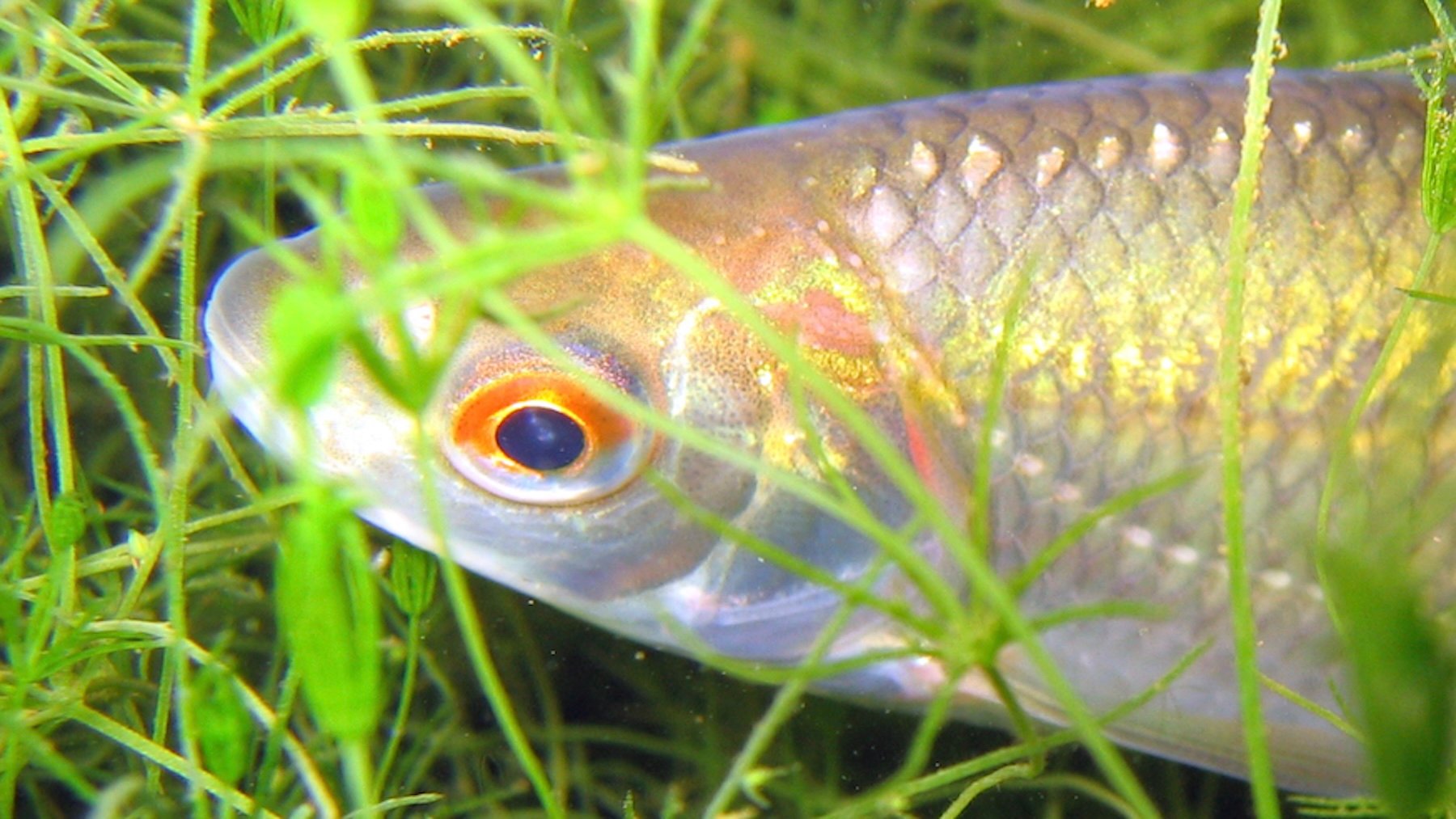 Rutilus rutilus. Imagen: Ullrich Mühlhoff.