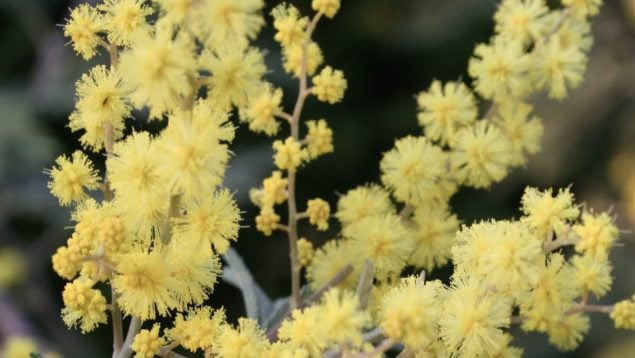 Acacia dealbata, planta, curiosidades