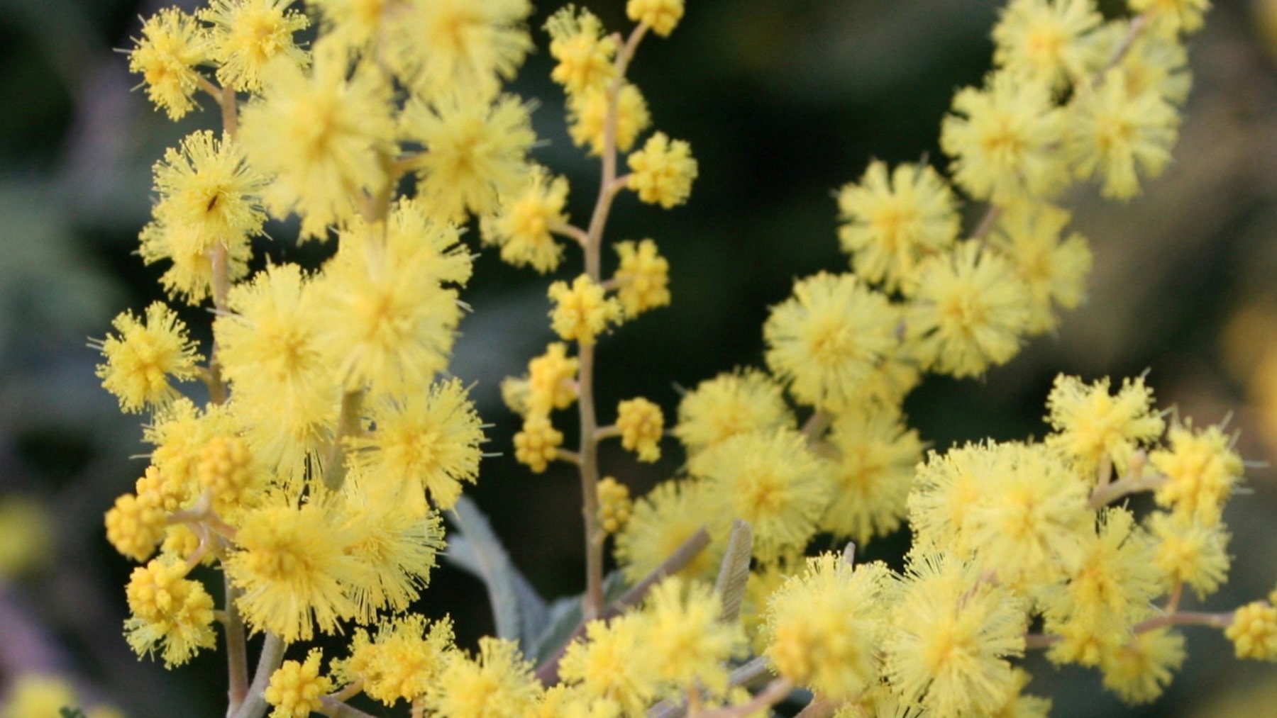 Acacia dealbata. Imagen: Strobilomyces.