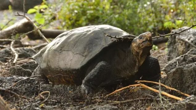 Tortuga, animal, curiosidades