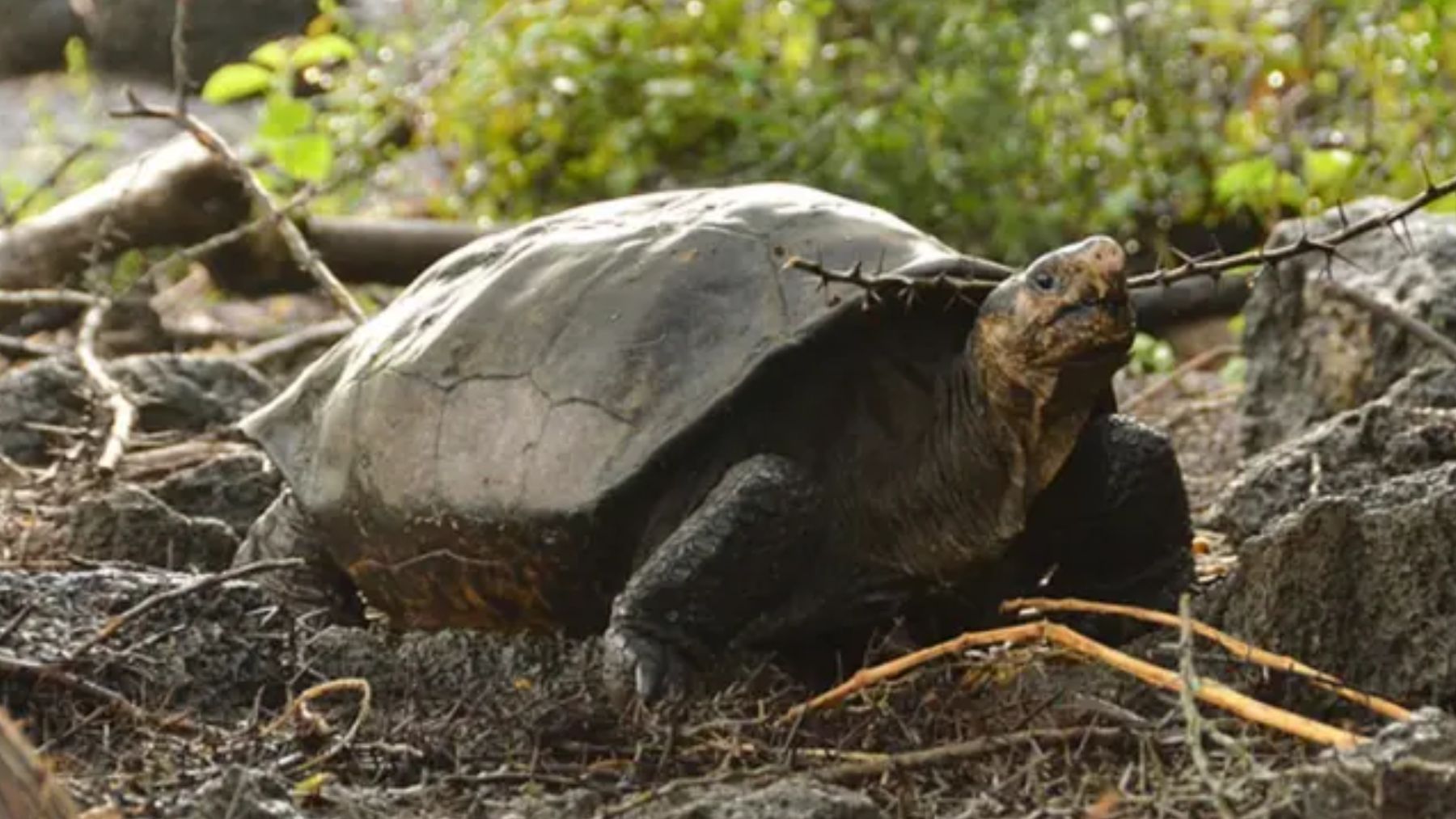 Tortuga gigante de Fernandina. Foto: Galapagos Conservancy