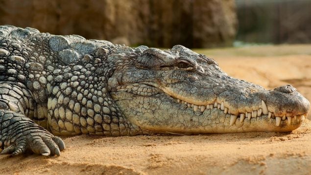 Descubren los restos de un cocodrilo colosal, encuentran el esqueleto de un cocodrilo gigante, cocodrilos más grandes del mundo, hallazgo de un cocodrilo monstruoso.