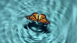 Efecto mariposa y teoría del caos