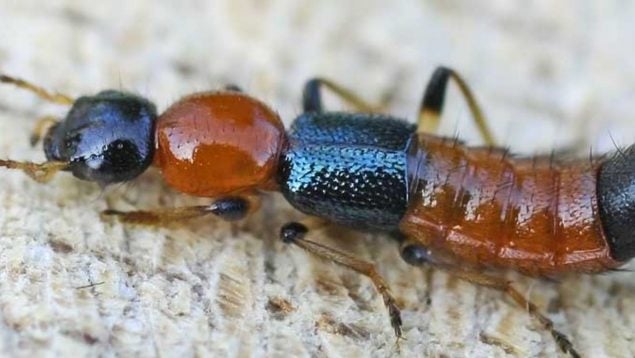 Escarabajo, insecto, animal