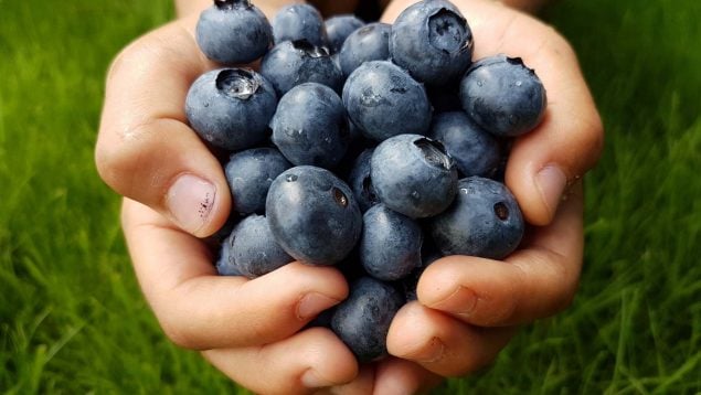 Éste es el truco definitivo para conservar los arándanos durante mucho más tiempo