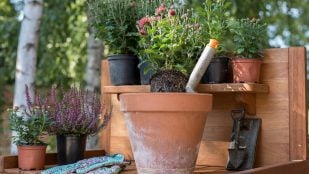 El mejor truco casero para hacer abono, truco de jardinero para hacer abono casero, cómo abonar las plantas de tu jardín, preparar el mejor abono.