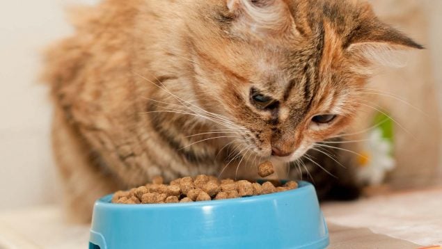 Alimento para gatos