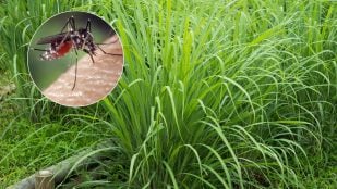 Planta para ahuyentar a los mosquitos