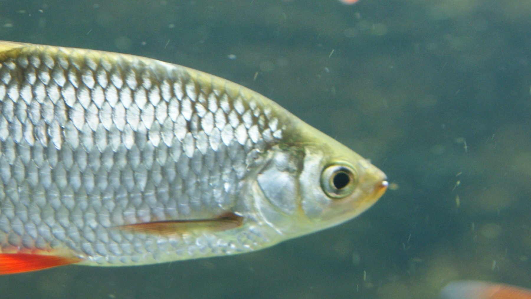 Scardinius erythrophthalmus. Imagen: Хомелка.