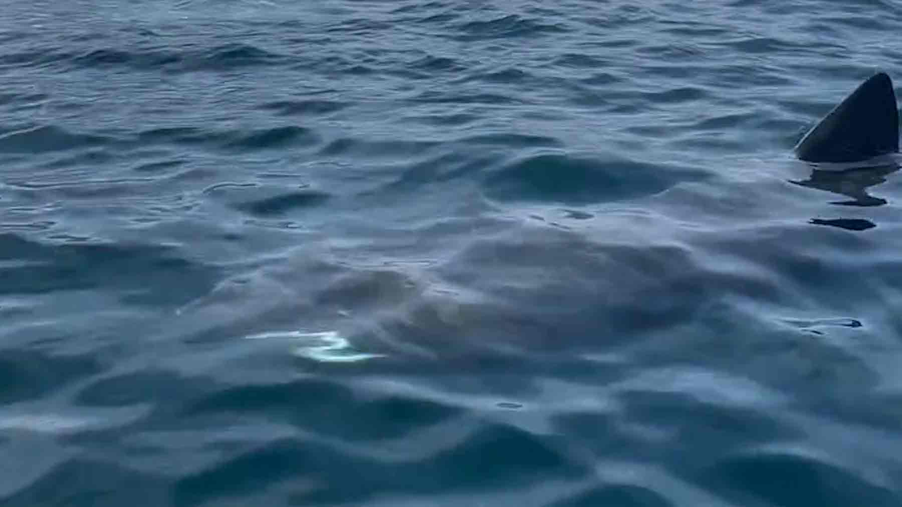 tiburón Marbella