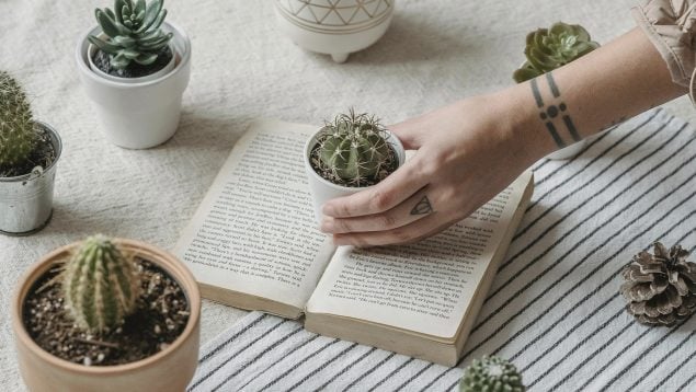 Cactus crezcan sanos
