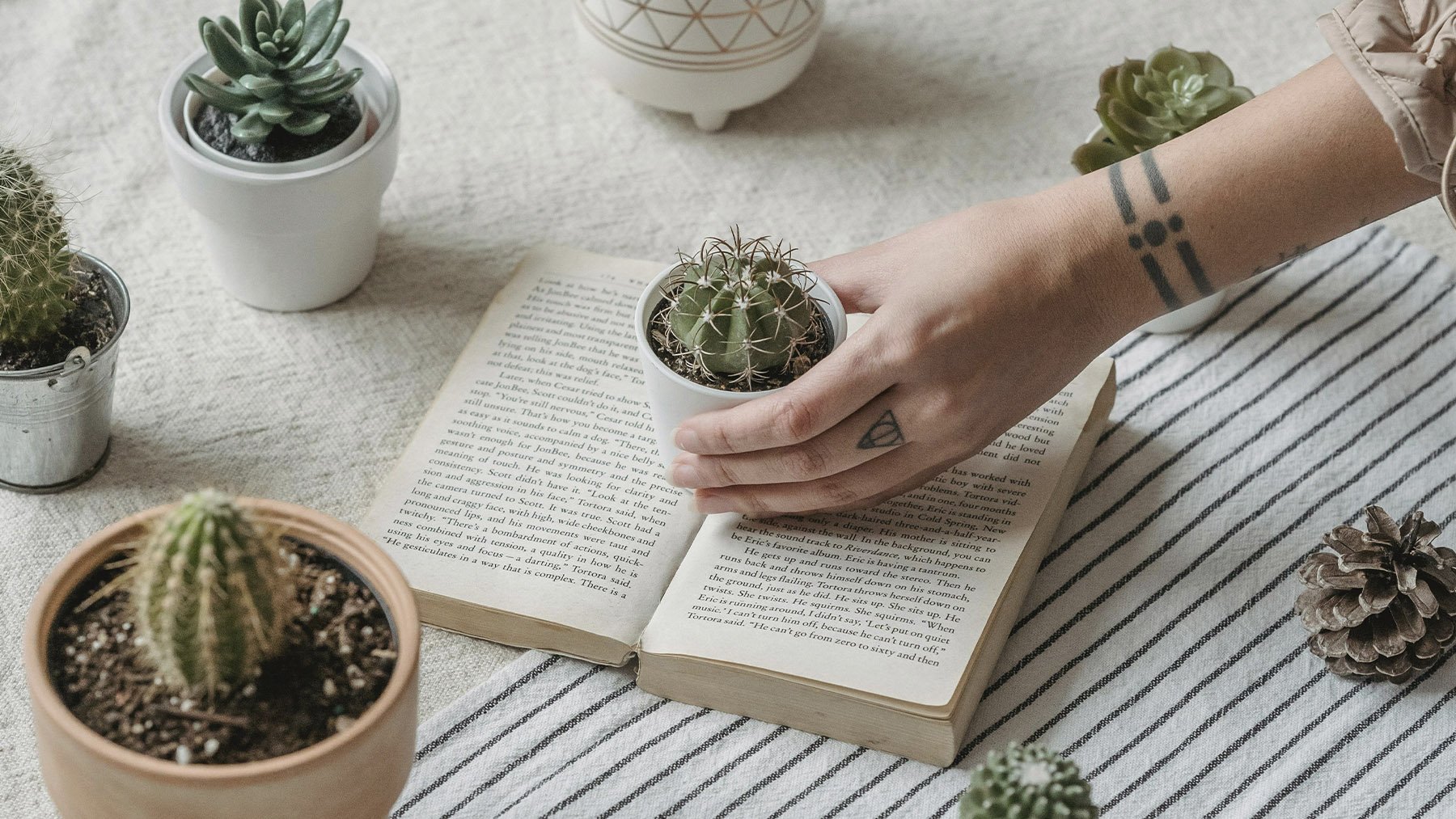 Varios cactus pequeños. Foto: Pexels.