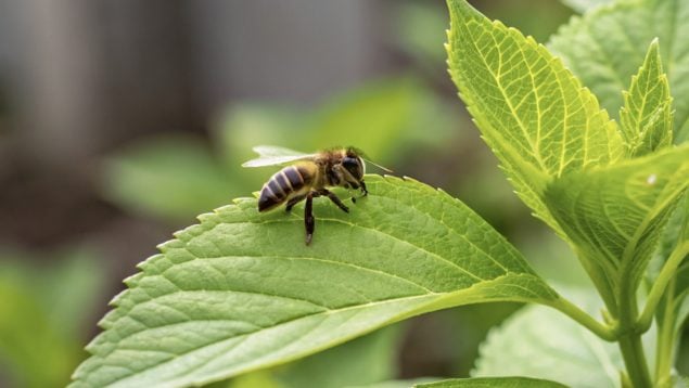 Abeja, plantas, curiosidades
