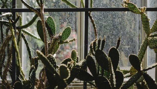 Cantidad de sol que deben recibir tus cactus