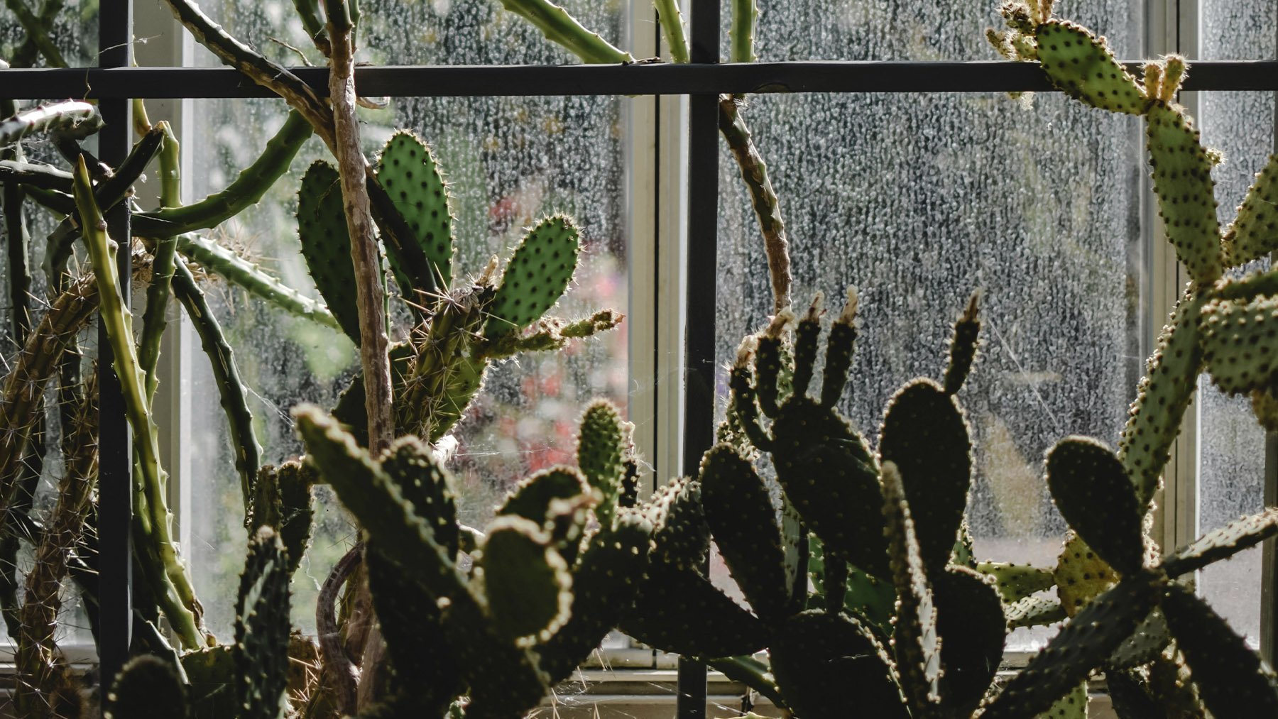 Cactus recibiendo sol. Foto: Pexels.