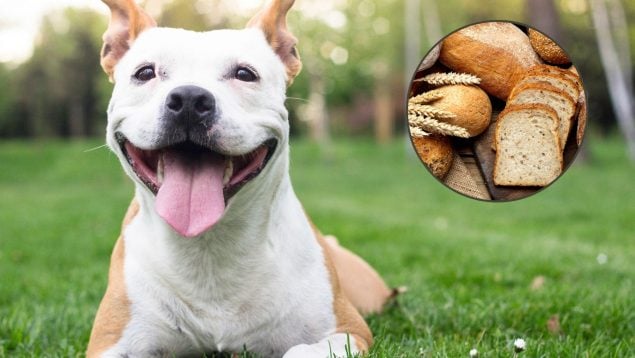 El perro puede comer pan