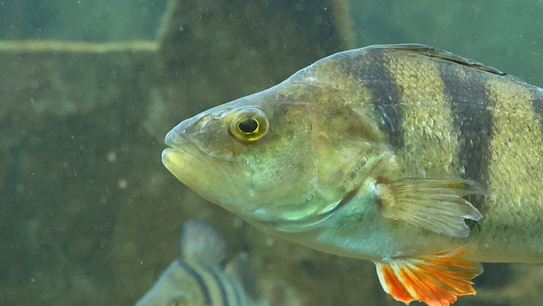 Perca fluviatilis. Imagen: Clément Bardot.