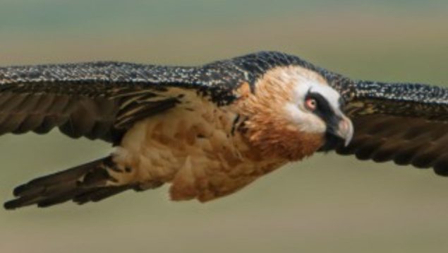 Quebrantahuesos, ave, animal