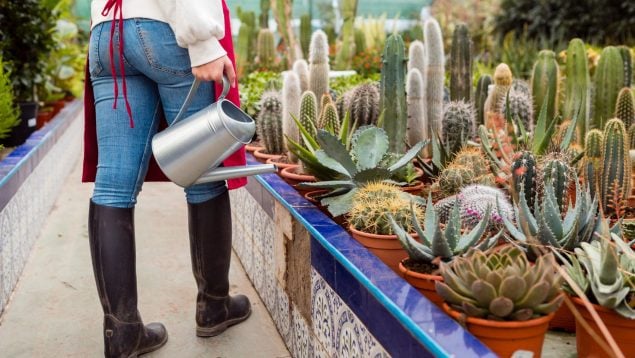 Cactus, truco, plantas, curiosidades