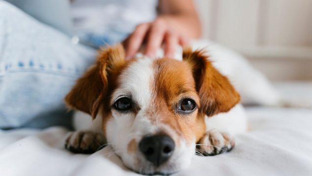 Perro