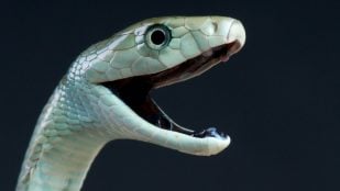 mamba negra, serpientes venenosas,