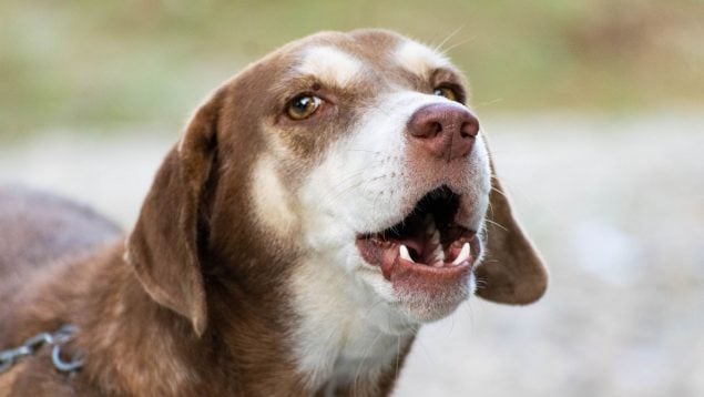 Perro