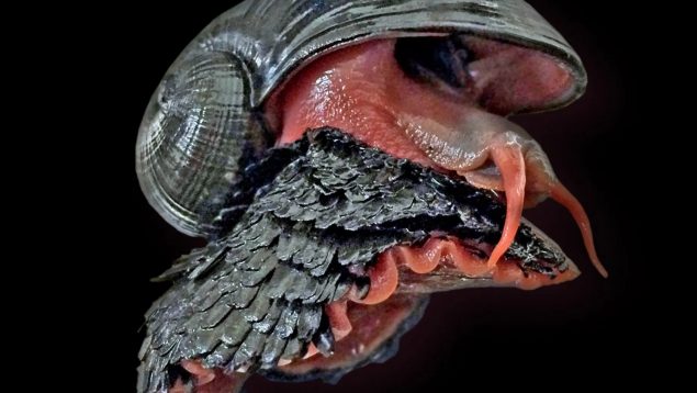 El espeluznante animal que los científicos no acaban de entender, animales más raros del mundo, caracol volcánico, por qué el caracol volcánico es tan raro.