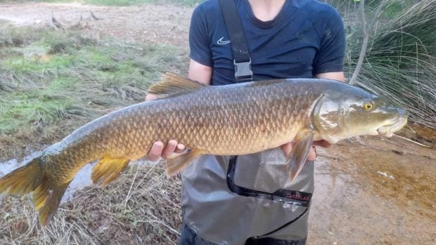 carpa rescatada